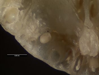 Media type: image;   Herpetology R-140102
